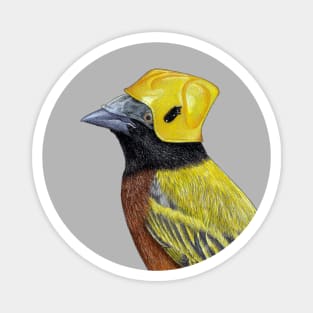 Golden-backed weaver Magnet